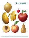 Ilustración de Producto