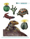 Ilustración fauna