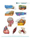 Ilustración científica